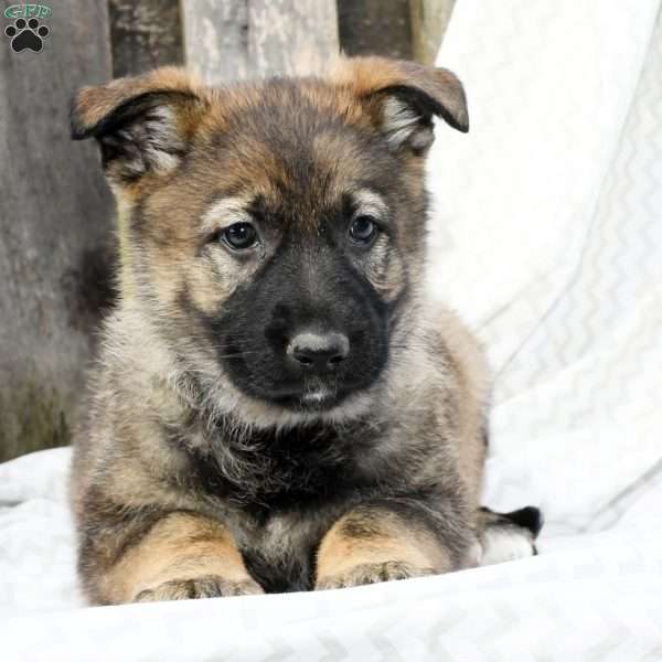 Faith, German Shepherd Puppy