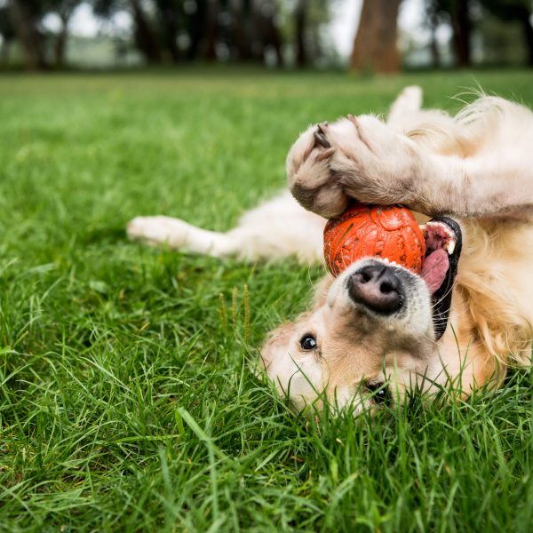 golden retriever rolling in grass and playing with a ball