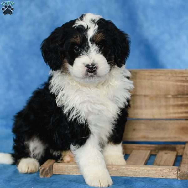 Hailey, Bernedoodle Puppy