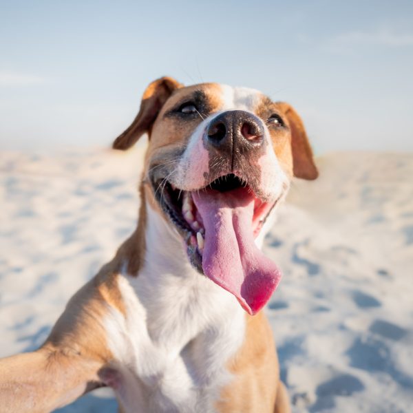 happy staffordshire terrier on the beach