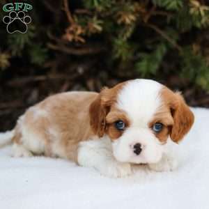 Justin, Cavalier King Charles Spaniel Puppy