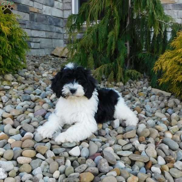 Kelly, Portuguese Water Dog Puppy
