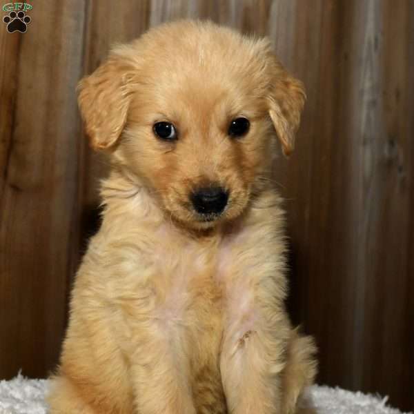 Marco, Golden Retriever Puppy