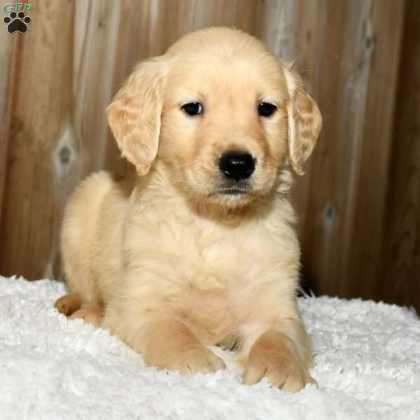 Marlow, Golden Retriever Puppy