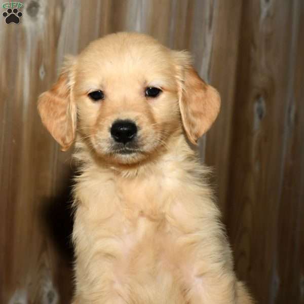Mason, Golden Retriever Puppy