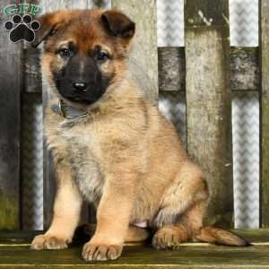 Mercury, German Shepherd Puppy