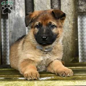 Mercury, German Shepherd Puppy