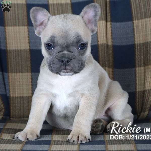Rickie, French Bulldog Puppy