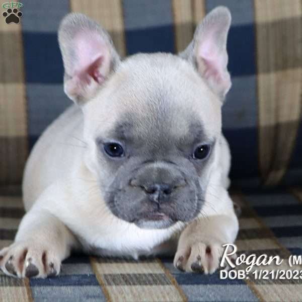 Rogan, French Bulldog Puppy