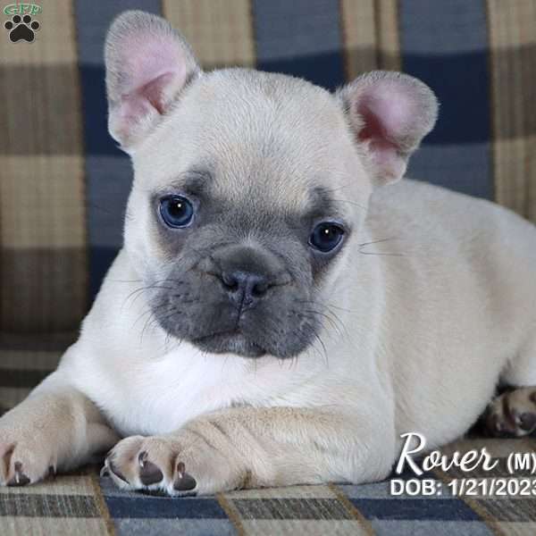 Rover, French Bulldog Puppy