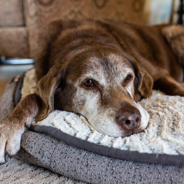 senior dog lying on a dog bed