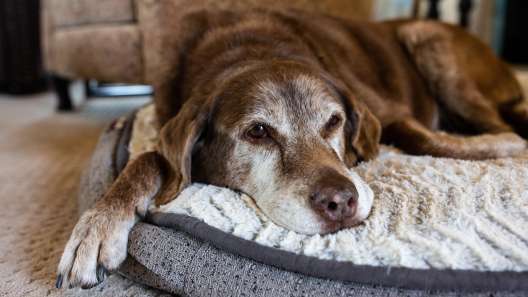 What to Know About Canine Cognitive Dysfunction Syndrome