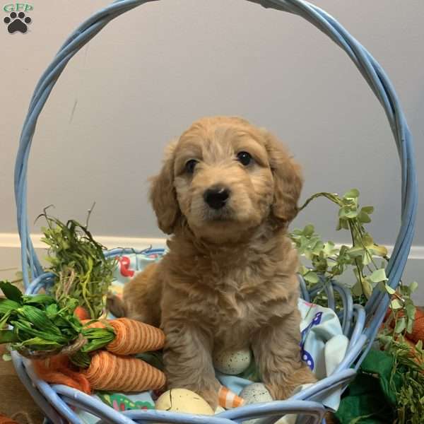 Parker, Mini Whoodle Puppy