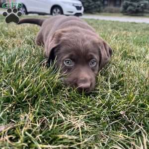 Brooklyn, Chocolate Labrador Retriever Puppy