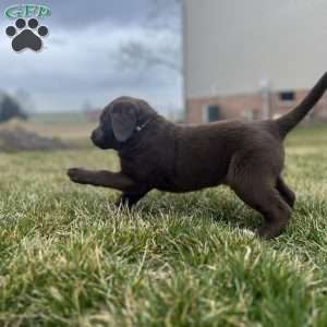 Brooklyn, Chocolate Labrador Retriever Puppy