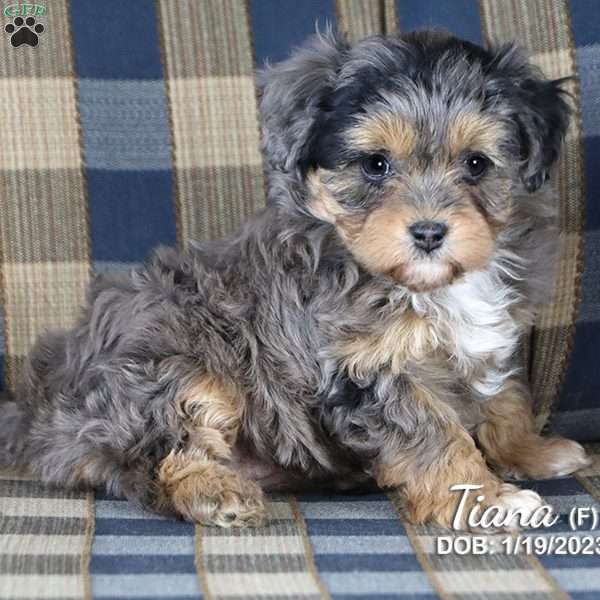 Tiana, Miniature Aussiedoodle Puppy