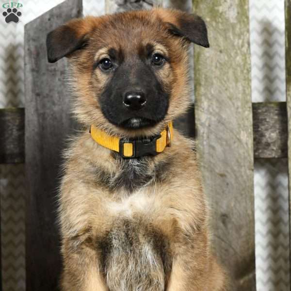 Uranus, German Shepherd Puppy