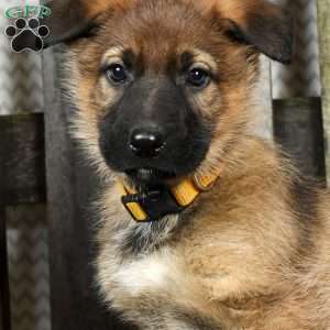 Uranus, German Shepherd Puppy