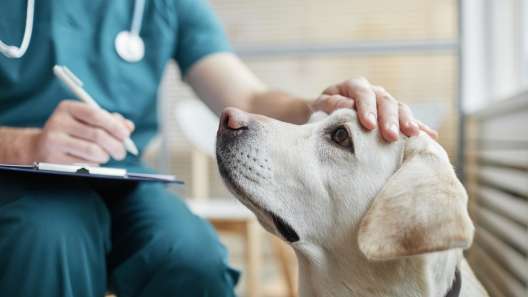 What to Know About UTI in Dogs