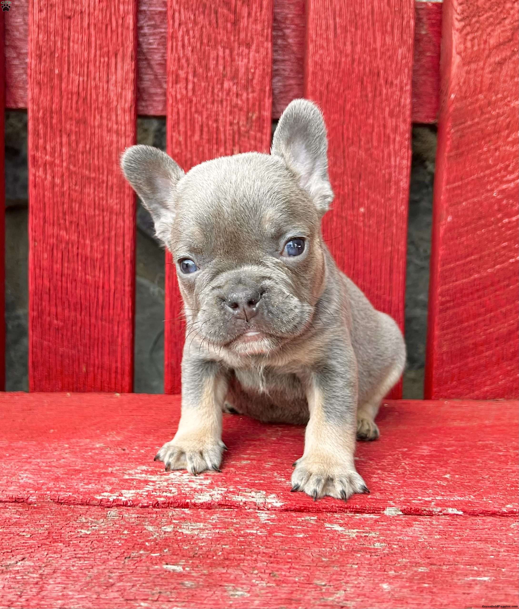 Leo Puppy - Frenchton Puppy for Sale in Dayton, OH