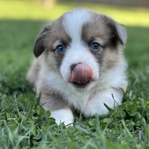 Hannah Palmer,  Breeder