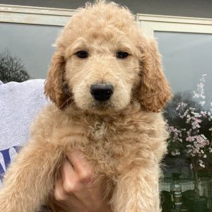 Melissa m Coccia,  Breeder