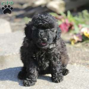 Miniature Poodle Puppies for Sale - Greenfield Puppies