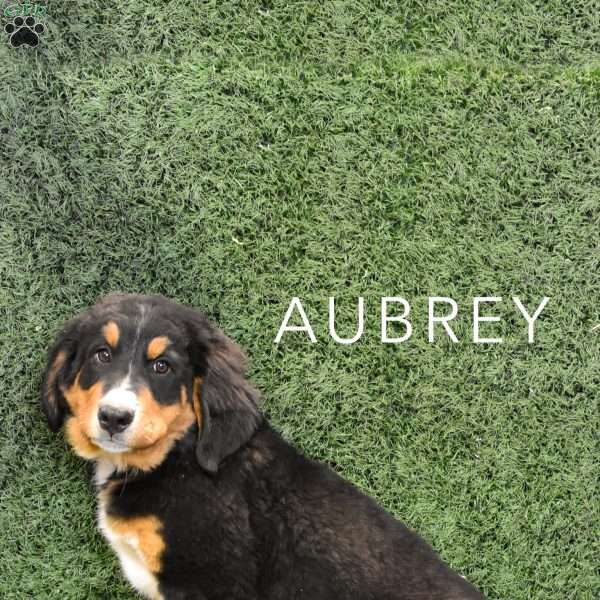 Aubrey, Bernese Mountain Dog Puppy