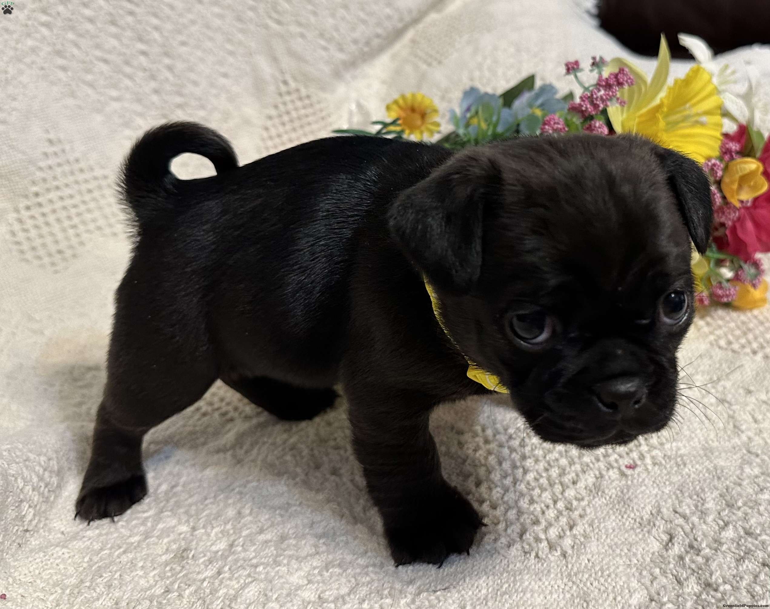 Yara Jug Puppy For Sale in Pennsylvania