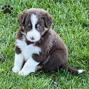 Australian Shepherd Puppies For Sale - Greenfield Puppies