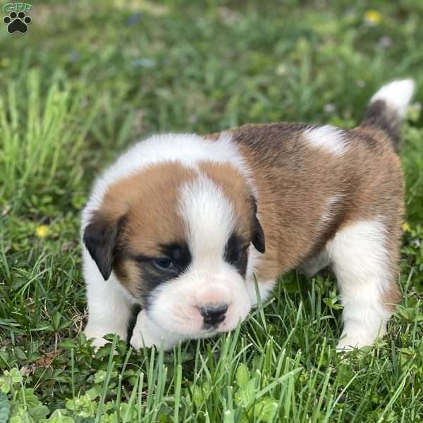 Charlie, Saint Bernard Puppy