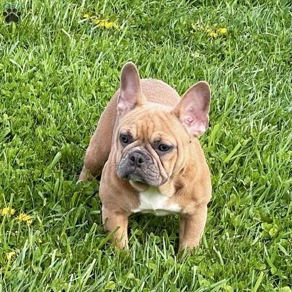 Wendy, French Bulldog Puppy