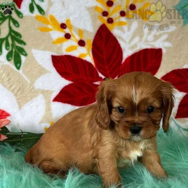 Nick, Cavalier King Charles Spaniel Puppy