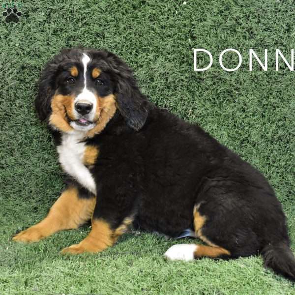 Donna, Bernese Mountain Dog Puppy