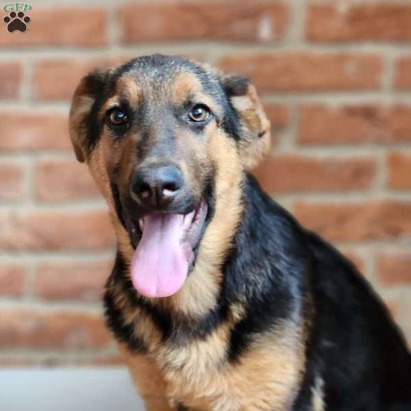 Dixon, German Shepherd Puppy