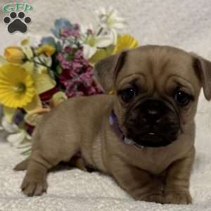 Jug Puppies For Sale | Greenfield Puppies
