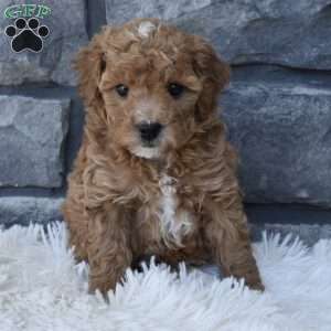 Toy Poodle Puppies For Sale | Greenfield Puppies