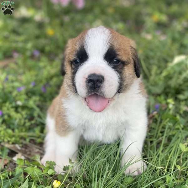 Chico, Saint Bernard Puppy