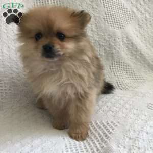 Pomeranian Puppies For Sale - Greenfield Puppies