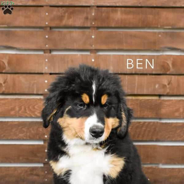 Ben, Bernese Mountain Dog Puppy