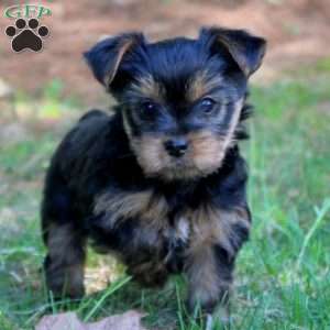 Andrew Glick - Greenfield Puppies