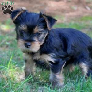 Yorkshire Terrier Puppies for Sale - Greenfield Puppies