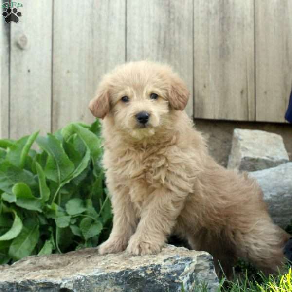 Asher, Eskipoo Puppy