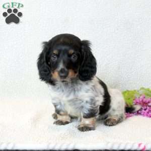Dachshund Puppies For Sale | Greenfield Puppies