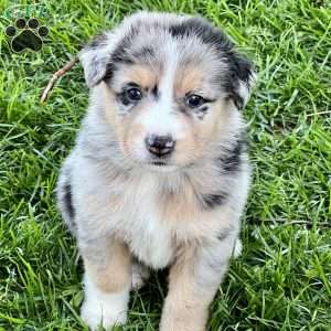 Australian Shepherd Puppies For Sale - Greenfield Puppies