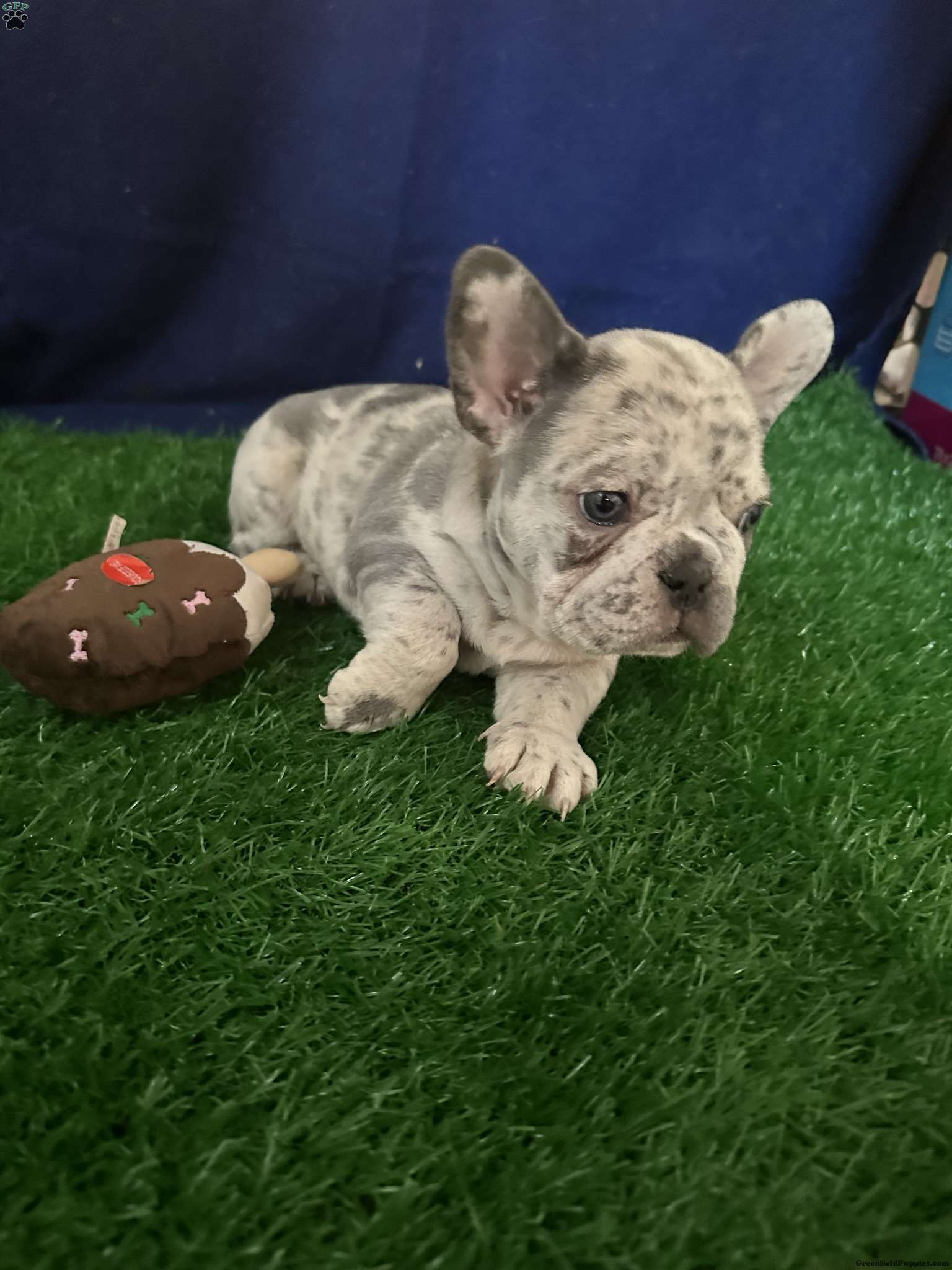 Oreo - French Bulldog Puppy For Sale In Wisconsin