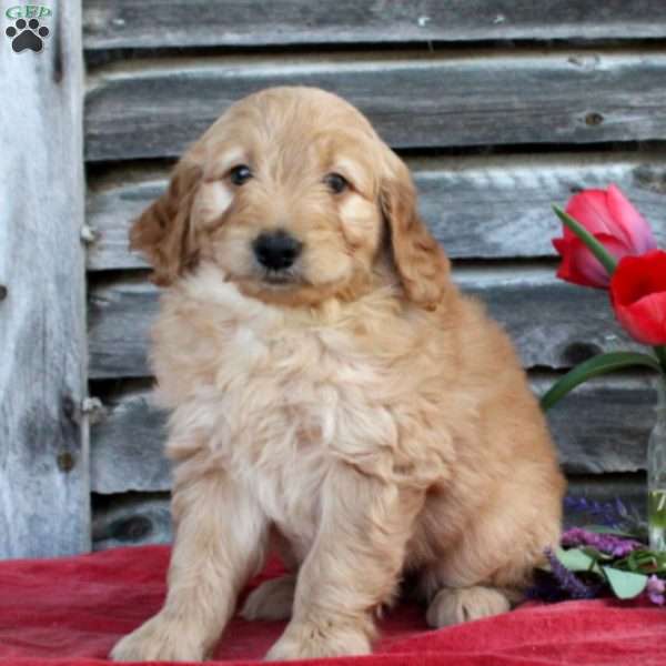 Benny, Mini Goldendoodle Puppy