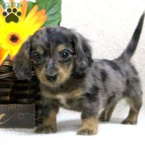 Dachshund Puppies For Sale | Greenfield Puppies