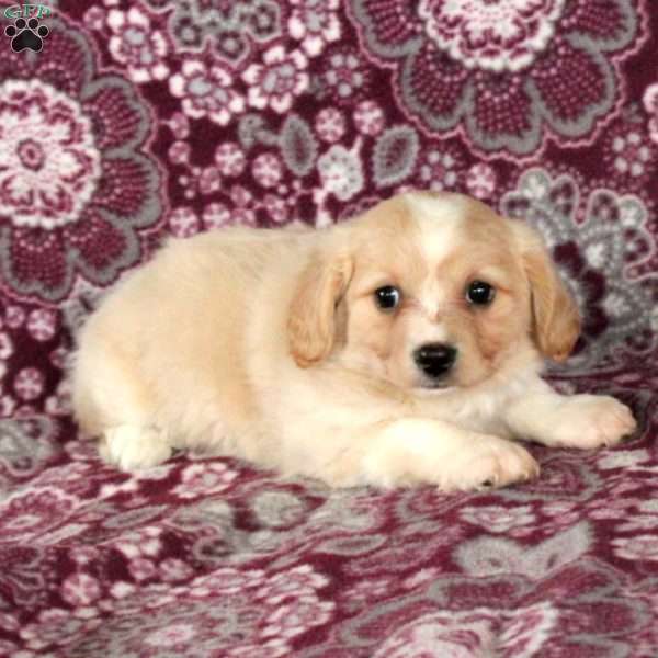 Carly, Cavalier King Charles Mix Puppy