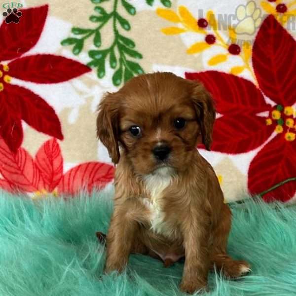 Ned, Cavalier King Charles Spaniel Puppy